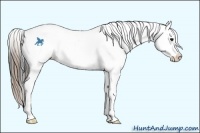 Horse Color:White Spotted Smoky Black Splash Appaloosa 