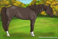 Horse Color:Liver Red Roan 