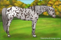 Horse Color:Liver Chestnut Appaloosa 