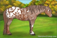 Horse Color:White Spotted Chestnut Appaloosa 