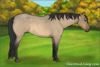 Horse Color:Buckskin Roan Dun