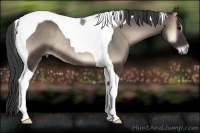 Horse Color:Blue Onyx Tobiano Rabicano 