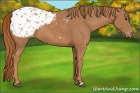 Horse Color:Chestnut Appaloosa