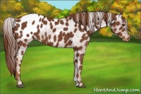 Horse Color:Chestnut Appaloosa 