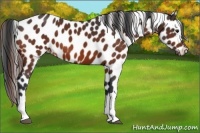 Horse Color:Bay Appaloosa