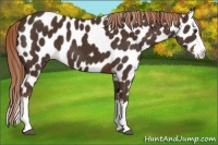 Horse Color:Liver Chestnut Splash Appaloosa 