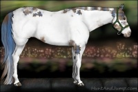 Horse Color:Plaid  Liver Chestnut Sabino Frame 