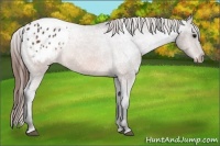 Horse Color:Brown Appaloosa Rabicano