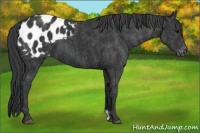 Horse Color:Black Frame Appaloosa  Brindle
