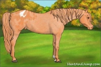 Horse Color:Watercolor Liver Chestnut Appaloosa