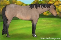 Horse Color:Buckskin Roan 