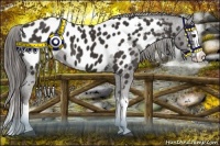 Horse Color:Liver Chestnut Sabino Splash Appaloosa 