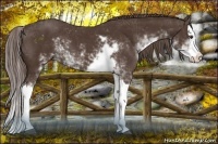 Horse Color:Liver Chestnut Sabino Splash