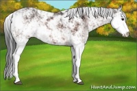 Horse Color:Bay Ice Sabino 