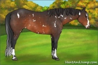 Horse Color:White Spotted Brown Splash Rabicano 