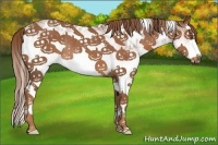 Horse Color:White Spotted Chestnut Splash Rabicano 