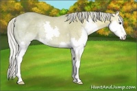 Horse Color:Chocolate Palomino Ice Splash 