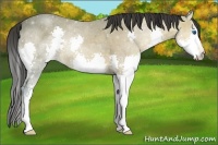 Horse Color:Buckskin Ice Splash 