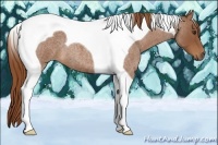 Horse Color:Red Roan Tobiano 