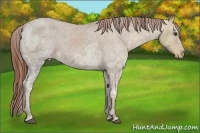 Horse Color:Chestnut Ice Appaloosa Rabicano 