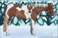 Horse Color:Chestnut Tobiano Rabicano 