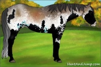 Horse Color:White Spotted Brown Splash 