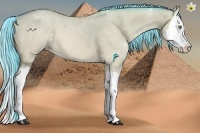 Horse Color:Watercolor Amber Champagne Dun Splash 