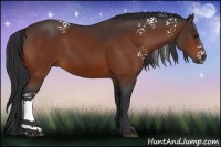 Horse Color:White Spotted Bay 