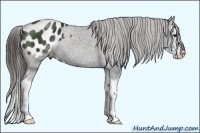 Horse Color:Liver Chestnut Sabino Splash Appaloosa 