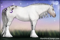 Horse Color:Brown Ice Appaloosa 