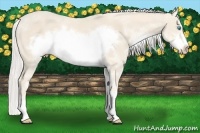 Horse Color:Cremello Sabino Frame Rabicano 