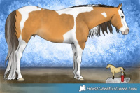 Horse Color:Buckskin Splash Tobiano 