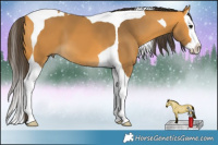 Horse Color:Buckskin Splash Tobiano 