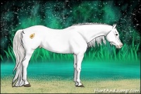 Horse Color:Silver Bay Dun Appaloosa 