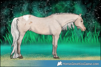 Horse Color:Silver Brown Dun Appaloosa