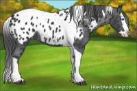 Horse Color:Black Splash Tobiano Blanket 
