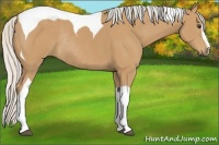 Horse Color:Silver Buckskin Sabino Tobiano Rabicano 