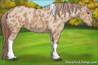 Horse Color:Bay Dun Sabino Tobiano Varnish Rabicano
