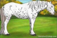 Horse Color:Grullo Splash Tobiano Appaloosa