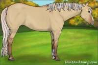 Horse Color:Silver Bay Dun Sabino Rabicano 