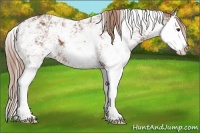 Horse Color:Chestnut Sabino Splash