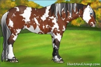 Horse Color:White Spotted Bay Splash