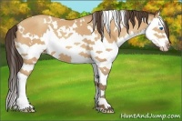 Horse Color:White Spotted Amber Champagne Splash 