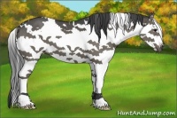 Horse Color:White Spotted Smoky Black Splash 
