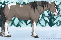 Horse Color:Grullo Sabino Splash Tobiano 