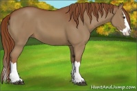 Horse Color:Chestnut Sabino Splash