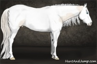 Horse Color:Perlino Roan Splash Tobiano Rabicano