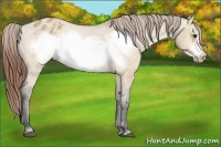 Horse Color:Bay Dun Frame Appaloosa