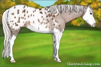 Horse Color:Silver Bay Sabino Splash Appaloosa Rabicano 