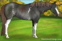 Horse Color:White Spotted Liver Chestnut Rabicano 